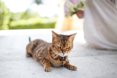 A cute and tabby cat lies on a stone floor.の写真素材