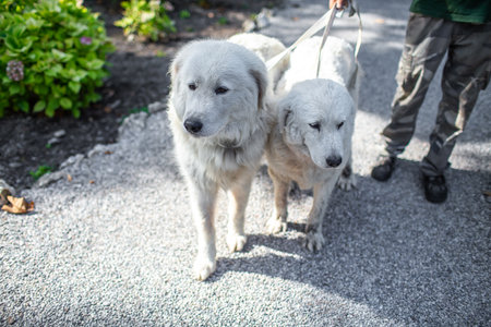 Man holding two white dogs on a leash.
