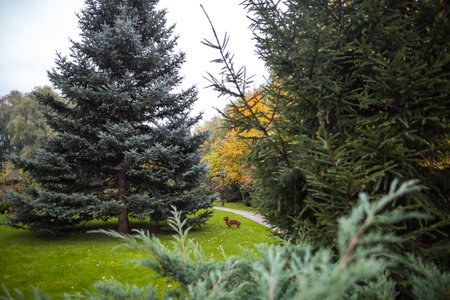 Little dachshund is walking in the garden.の写真素材
