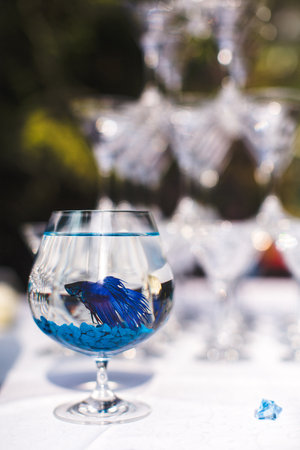 Blue fish in a glass vase on the wedding table.の写真素材