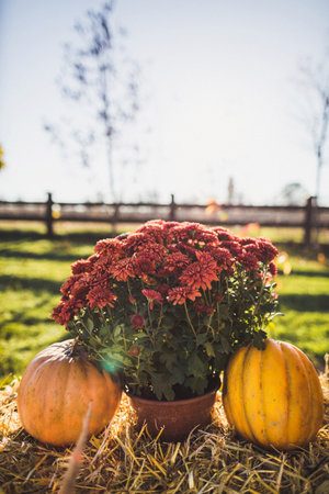 Beautiful and delicate flowers at the wedding ceremony.の写真素材