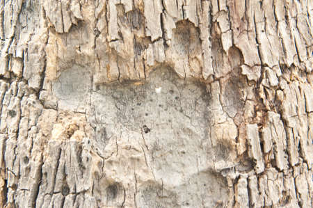 Texture Woodの写真素材