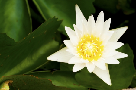 White water lilyの写真素材