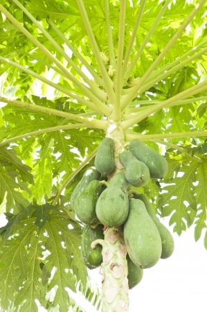 Papaya on the treeの写真素材