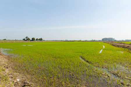 Rice fields in Thailand,Blue Skyの写真素材