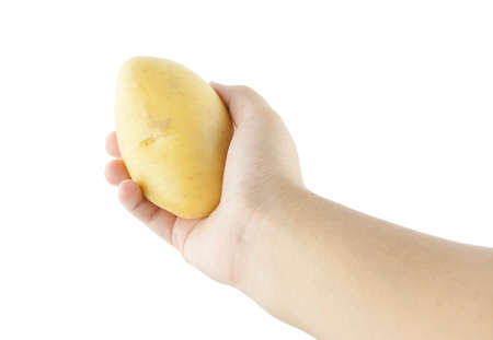 Potato in the hands on a white backgroundの写真素材
