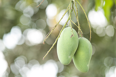 Mango tree in the background bokeh.の写真素材