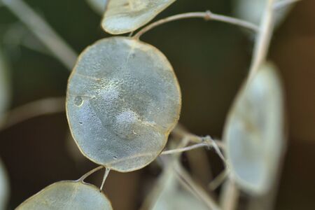 Close-up of a flowerの写真素材