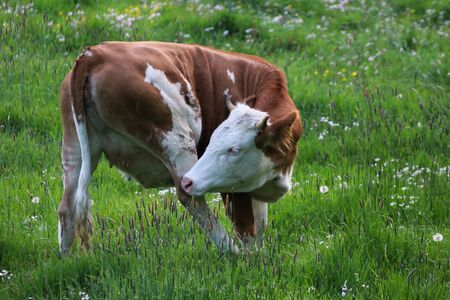 A beautiful cow grazing in the pastureの写真素材