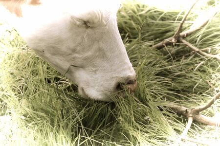 Artwork - A beautiful cow grazing in the pastureの写真素材