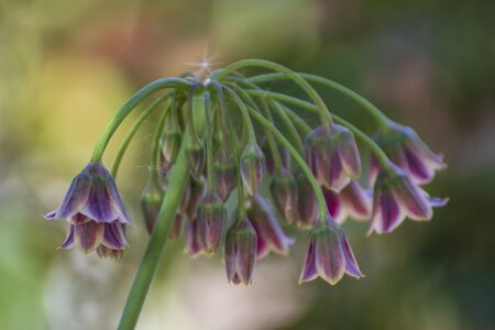 Close up of a beautiful flower in the garden at spring timeの写真素材