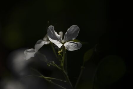 Close up of a beautiful flower in the garden at spring time
