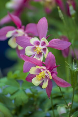 Close up of a beautiful flower in the garden at spring timeの写真素材