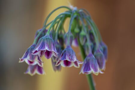 Close up of a beautiful flower in the garden at spring timeの写真素材