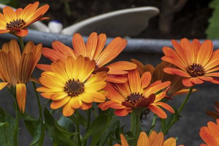 Close up of a beautiful flower in the garden at spring time