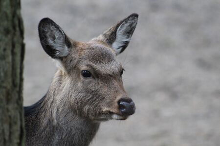 Close up of beautiful red deer in the forest at day timeの写真素材