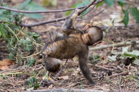 Close up of a young monkey in an animal park in Germanyの写真素材