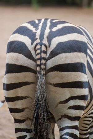 Close up of a zebra in an animal park in Germanyの写真素材