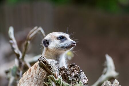 Close up of a meerkat in an animal park in Germanyの写真素材