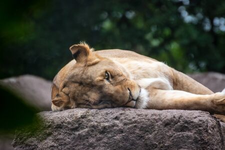 Close up of a lioness lying on the ground in an animal park in Germanyの写真素材