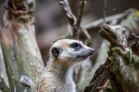 Close up of a meerkat in an animal park in Germanyの写真素材