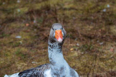 Close up of a single goose in an animal park in Germanyの写真素材