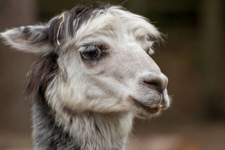Close up of a single alpaca in an animal park in Germany