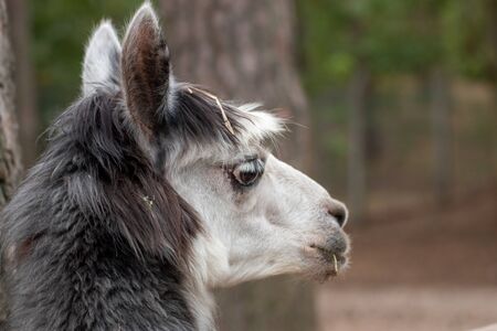 Close up of a single alpaca in an animal park in Germanyの写真素材