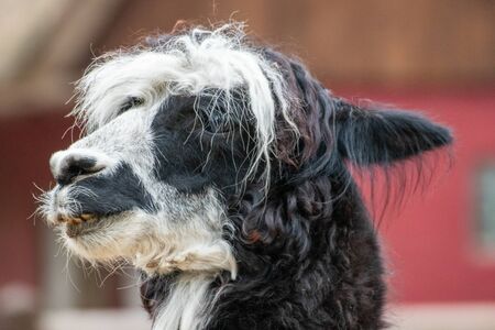 Close up of a single alpaca in an animal park in Germanyの写真素材