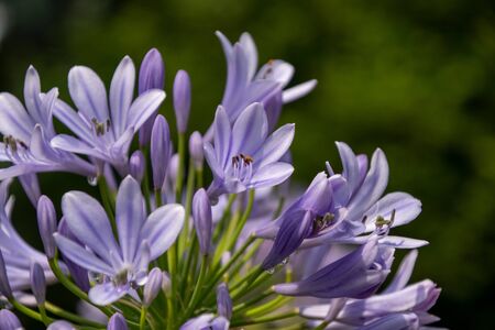 Close up of a beautiful flower in a park in Germanyの写真素材