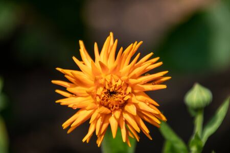 Close up of a beautiful flower in a park in Germanyの写真素材