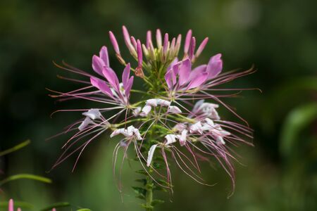 Close up of a beautiful flower in a park in Germanyの写真素材