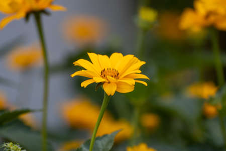 Close up of a beautiful flower in the garden at summer time