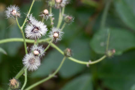 Close up of a beautiful flower in the garden at summer timeの写真素材