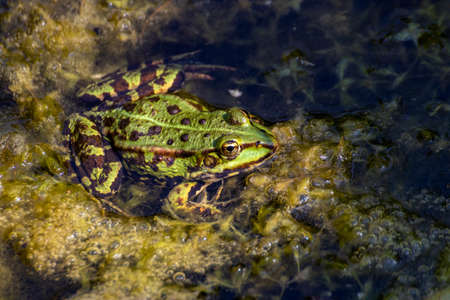 A frog sitting in the garden pond in summerの写真素材