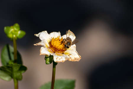 Close up of a beautiful flower in the garden at summer timeの写真素材