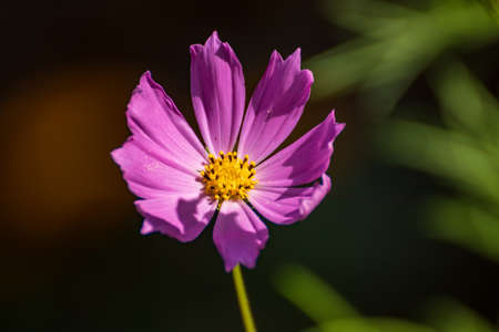 Close up of a beautiful flower in the garden at summer time
