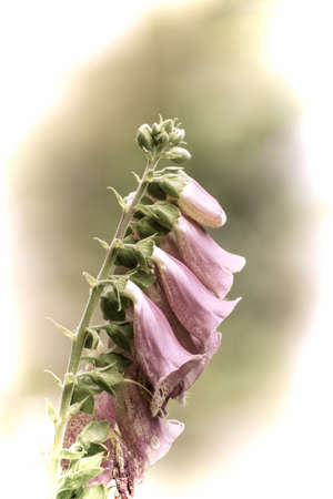 Close up of a beautiful flower in the garden at spring time in old photography styleの写真素材