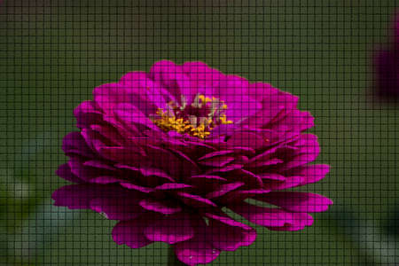 Close up of a beautiful plant in the garden at summer time in mosaic styleの写真素材