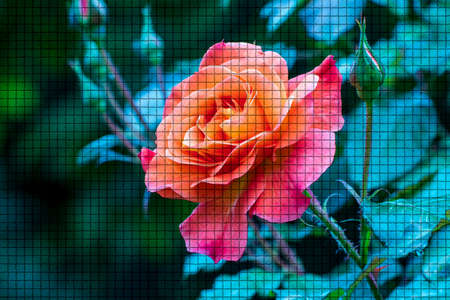 Close up of a beautiful plant in the garden at summer time in mosaic styleの写真素材