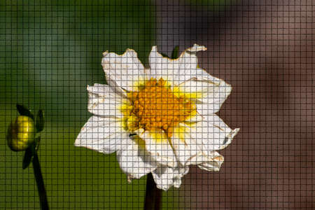 Close up of a beautiful plant in the garden at summer time in mosaic styleの写真素材