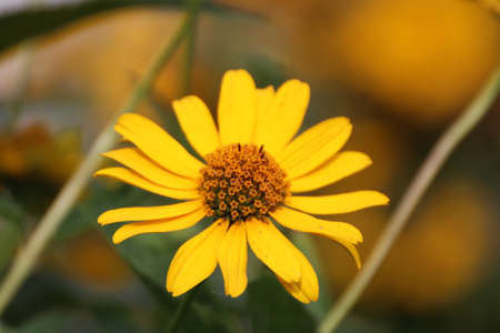 Close up of a beautiful flower in the garden at summer time