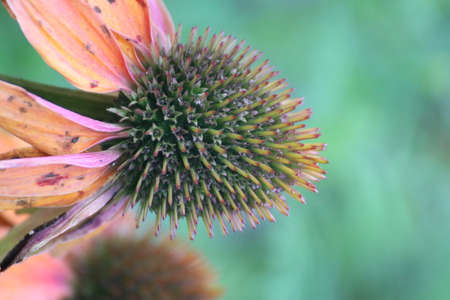 Close up of a beautiful flower in the garden at summer time