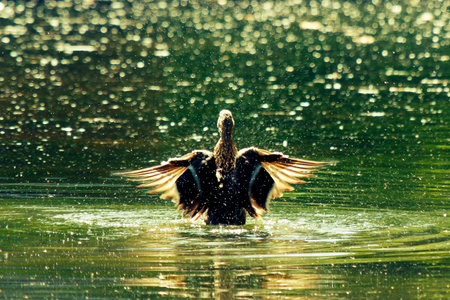 duck taking bath in a lakeの写真素材