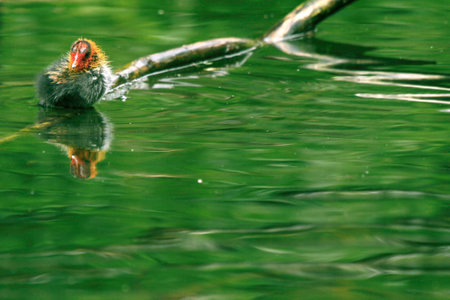 a wet coot-chick taking rest on a branch in a lakeの写真素材