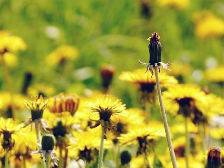 deviant dandelionの写真素材
