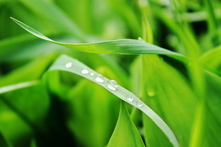 dewdrops, green grass