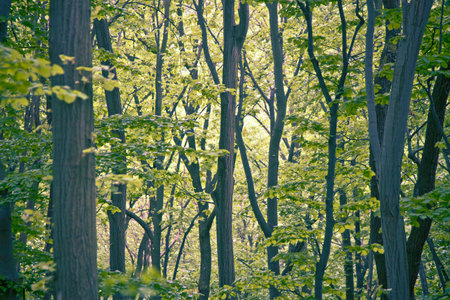 Forest detail