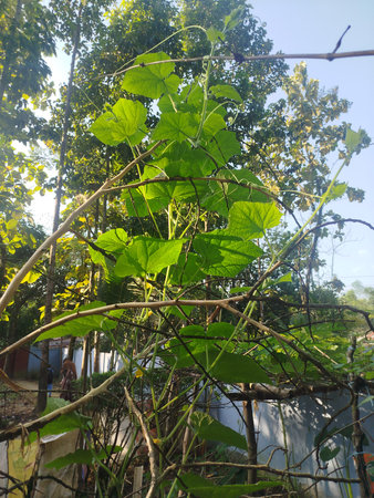 Cucumis sativus plant in the garden, Thailand.