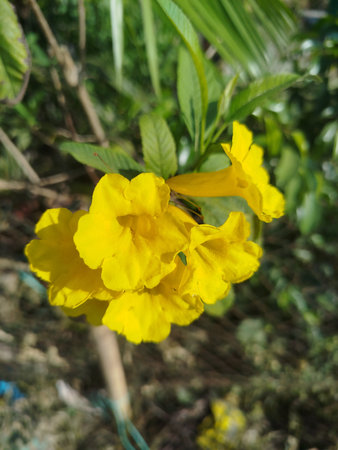 Yellow flower in the garden, Thailand. (Scientific name Tecoma stans)